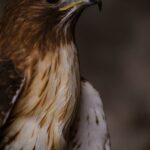Harnessing the Falcon 40B Model, the Most Powerful Open-Source LLM -Artificial Intelligence